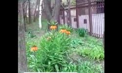 Во дворе дома в Москве растет цветок Айгуль, - очевидец