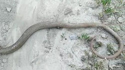 В селе Орто-Сай обнаружили змею. Видео