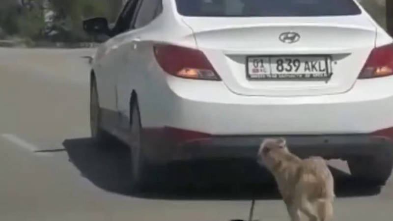 Водитель «Хендай» едет, привязав собаку к бамперу. Видео