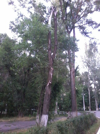 В Карагачевой роще я заметила много сухих деревьев, которые не упали во время урагана, но все еще представляют опасность, - читатель <b><i>(фото)</i></b>