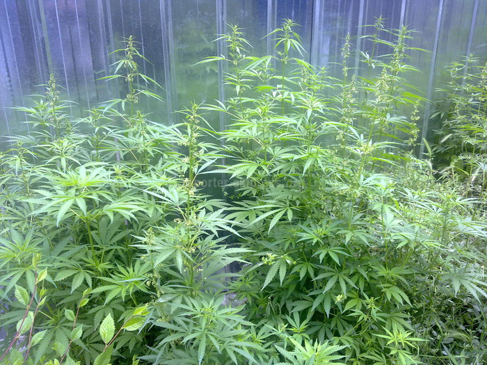 В каких местах обычно растет конопля женские кусты марихуаны