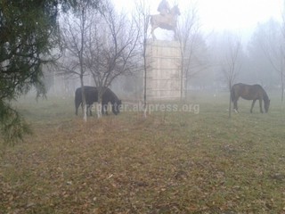 В парке имени Т.Сатылганова в городе Кербен пасутся лошади, - читатель <b><i>(фото)</i></b>