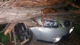 На пересечении улиц Боконбаева-Гоголя дерево упало на машины <i>(фото)</i>