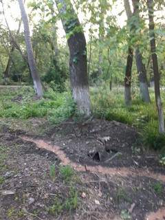 Читатель просит обратить внимание на дерево с гнилыми корнями в парке им.Токтогула города Ош и на мусор в парке им.Навои (фото)