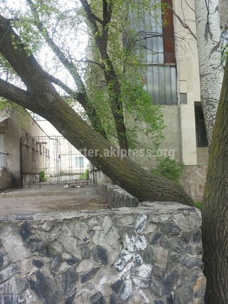 Аварийные деревья возле музыкального училища на ул.Ахунбаева будут снесены до 15 мая, - мэрия <i>(фото)</i>