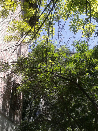 Читатель просит сделать обрезку аварийных деревьев возле дома по ул.Ибраимова