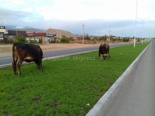 На газоне на разделительной полосе автодороги в Чолпон-Ате пасутся коровы, - читатель (фото)