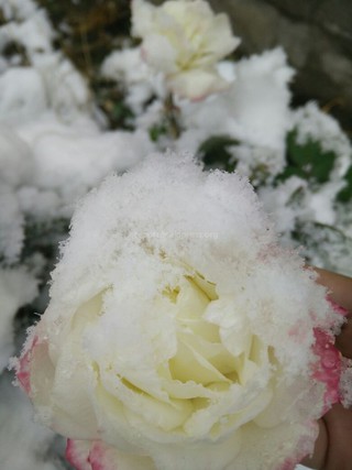 Фото — Бишкек в снегу