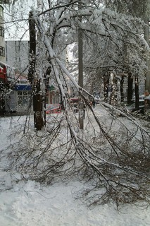 Бишкекчане продолжают отправлять фото упавших веток и деревьев с просьбой убрать их