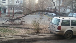 Во дворе домов №37 и 36 в 10 мкр Бишкека почти месяц не убирается упавшее дерево во время снегопадов, - читатель (фото)