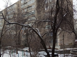 «Зеленстрой» произведет обрезку деревьев в 5 мкр, - мэрия Бишкека