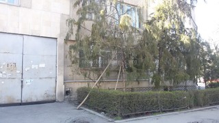 Читатель Сухраб просит спилить сгнившее дерево на Уметалиева-Москвоской