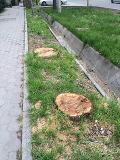 Под корень спилили деревья на улице Панфилова, - бишкекчанин (фото)