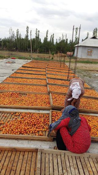В Баткенской области фермеры начали сушить абрикосы <i>(фото)</i>