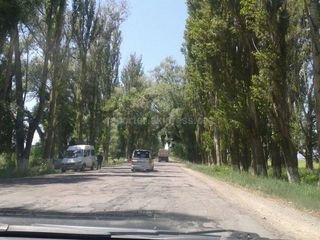 Читатель просит спилить накренившиеся деревья вдоль дороги в Тонском районе <i>(фото)</i>