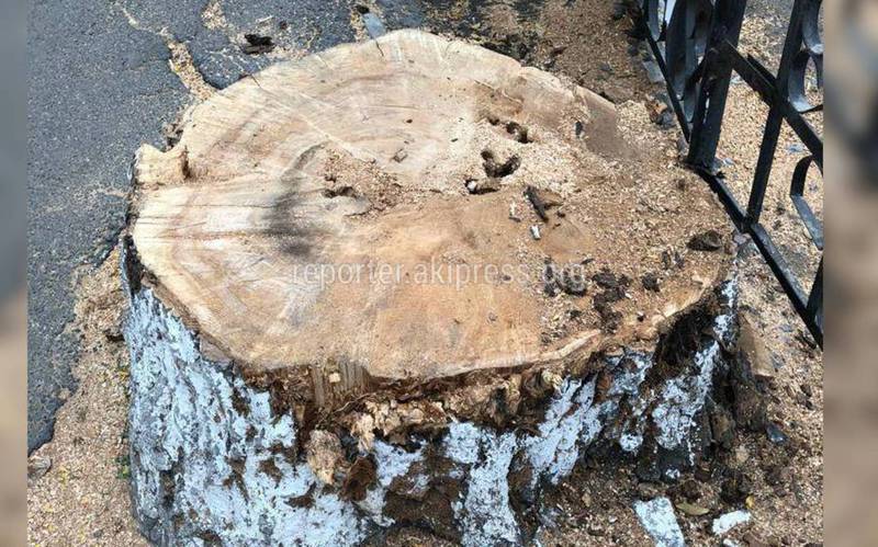 Возле гимназии №5 вырубили «здоровые» деревья (фото)