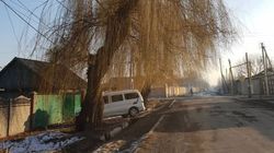 В селе Новопавловка на Абаканская - Белгородская два дерева и столб могут упасть - житель (фото)