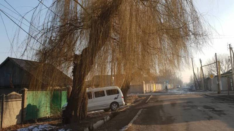 В селе Новопавловка на Абаканская - Белгородская два дерева и столб могут упасть - житель (фото)
