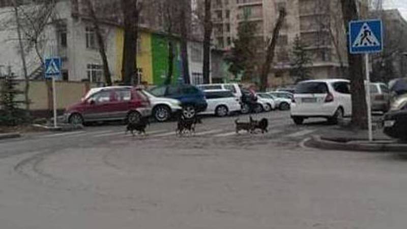 Собаки переходят дорогу по правилам (фото и видео)