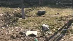 В Бишкеке на ул.Безымянная возле рынка «Орто-Сай» на газоне лежит мертвая собака, - горожанин (видео)