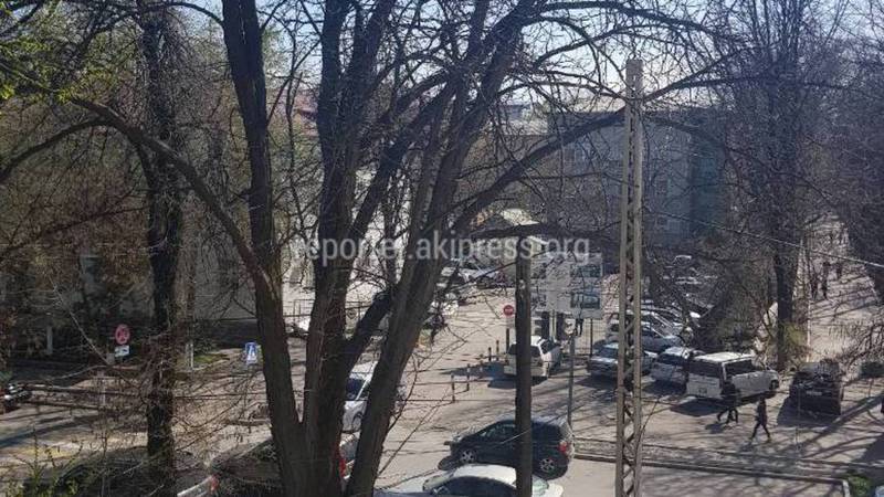 В Бишкеке на Московской-Тоголок Молдо сухое дерево может упасть на дорогу (фото)