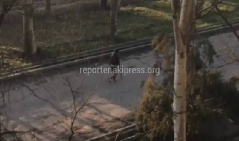 Житель Бишкека интересуется, законно ли вели отстрел собак на Чуй-7 Апреля? (видео)