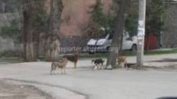 В районе пр.Ч.Айтматова и ул.Айни много бродячих собак, - житель столицы (фото)