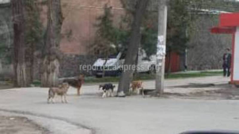В районе пр.Ч.Айтматова и ул.Айни много бродячих собак, - житель столицы (фото)
