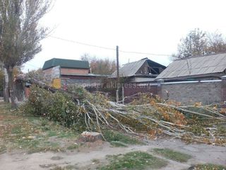 Шквалистый ветер повалил деревья в Бишкеке <i>(фото)</i>