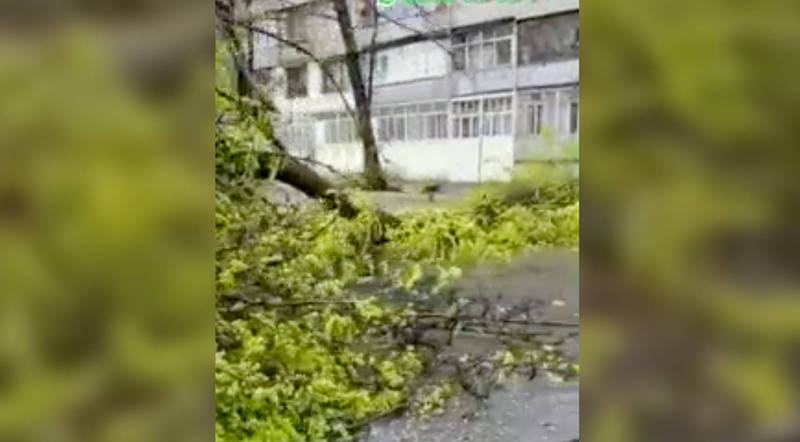 В Бишкеке на ул.Тыныстанова упало дерево  (видео)