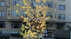 В Бишкеке на ул.Боконбаева засыхают посаженные деревья дуба (фото)