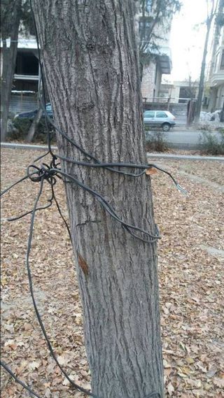 «Бишкексвет» демонтировал торчащие на дереве оголенные провода на Эркиндик-Чокморова