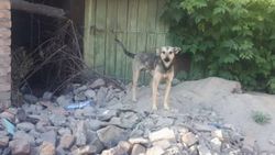 На Кайназаровой – Орской увеличилось количество бродячих собак (фото)