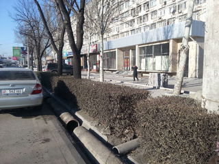 До каких пор будет истребляться зеленый фонд Бишкека? - горожанин
