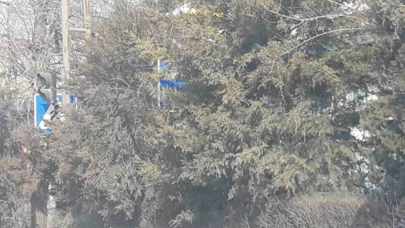 На улице Курманжан Датки дорожные знаки скрыты за деревьями. Фото