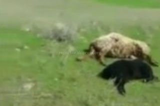 В Таласской области молния убила 15 овец (видео)
