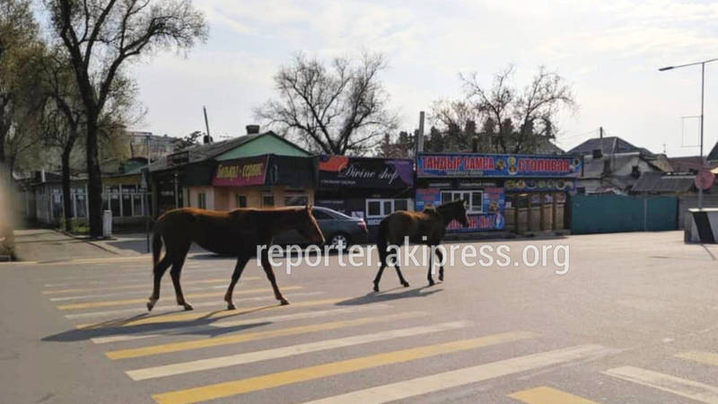 Возле ТРЦ «Азия Молл» гуляют лошади. Фото