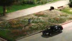 Очевидец снял на видео, как неизвестный ворует тюльпаны на площади Ала-Тоо. Когда было снято видео - неизвестно