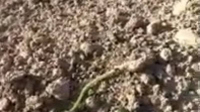 В Таласской области вороны выклевывают ростки фасоли, - местный житель. Видео