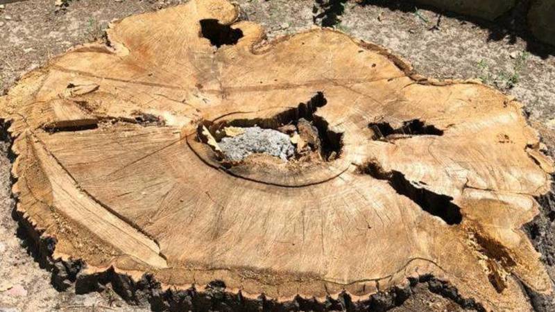 Почему в Бишкеке срубили столетние деревья? - горожанин. Фото