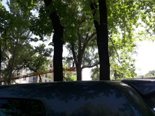 Читатель обеспокоен, что на бульваре Эркиндик спиливают дерево <b>(фото)</b>