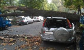 В Бишкеке из-за ветра дерево упало на автомобиль (фото)