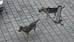 В парке имени Ата-Тюрка много бродячих собак. Фото очевидца