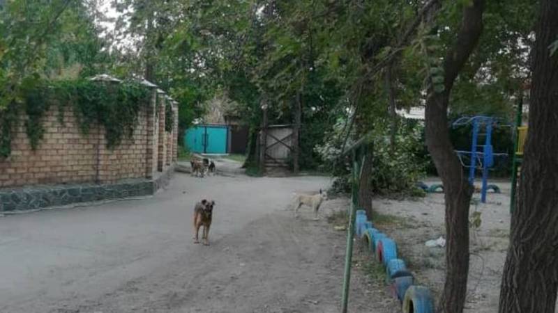 Жительница Пишпека жалуется на бродячих собак. Видео и фото