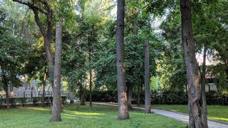 Бишкекчанин считает, что в Дубовом парке неправильно провели санобрезку деревьев (фото)