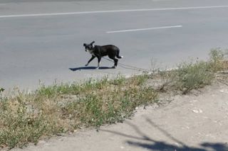 На Льва Толстого ходит собака с ошейником и поводком <i>(фото)</i>