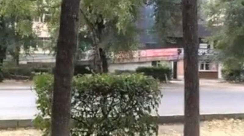 Бишкекчанин сообщает о сухих деревьях на Тоголок Молдо. Видео