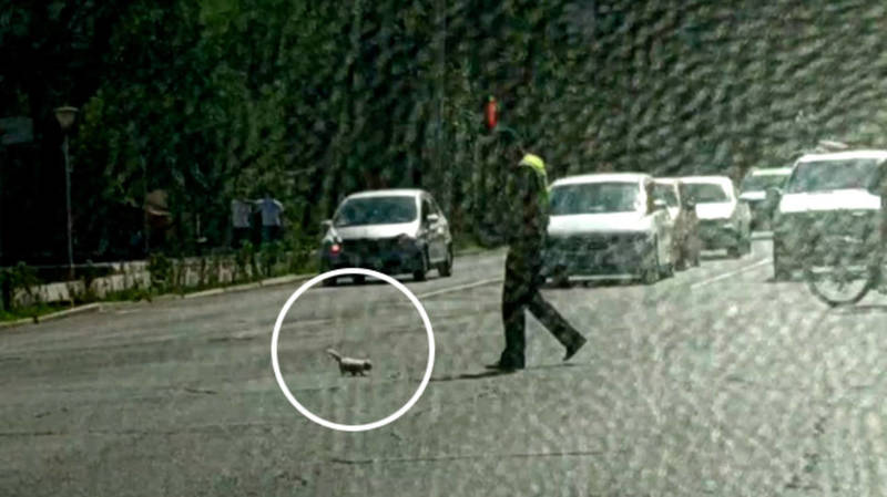 Котенок едва не попал под колеса автомашин, его спас патрульный. Самое милое видео дня
