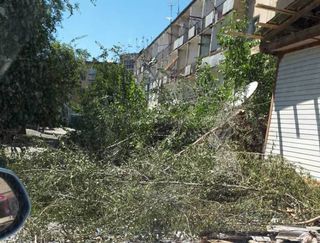 Законно ли вырубают деревья на ул.Серого в Кара-Куле? (фото)