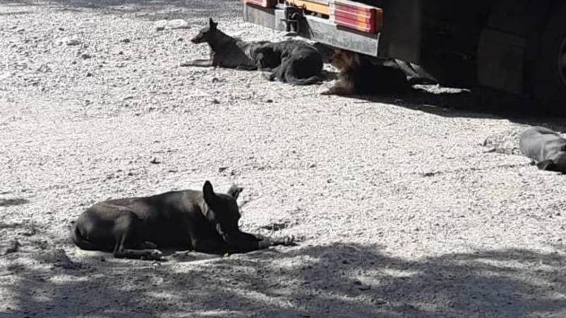 По улице Курманжан Датка завелись бездомные собаки. Фото